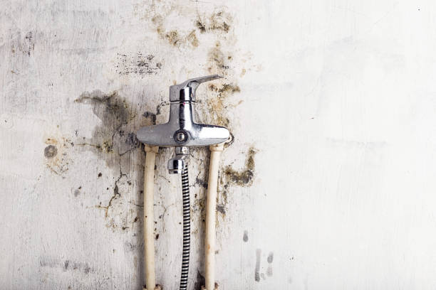Professional Mold Remediation in Mendota, CA
