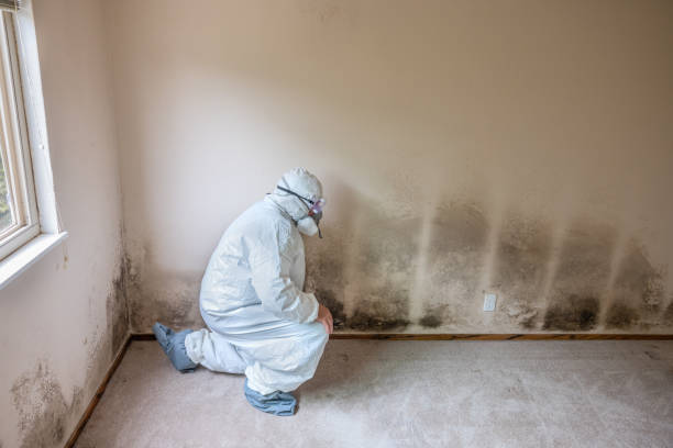 Best Black Mold Remediation in Mendota, CA