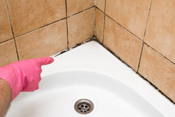 Best White Mold Remediation in Mendota, CA